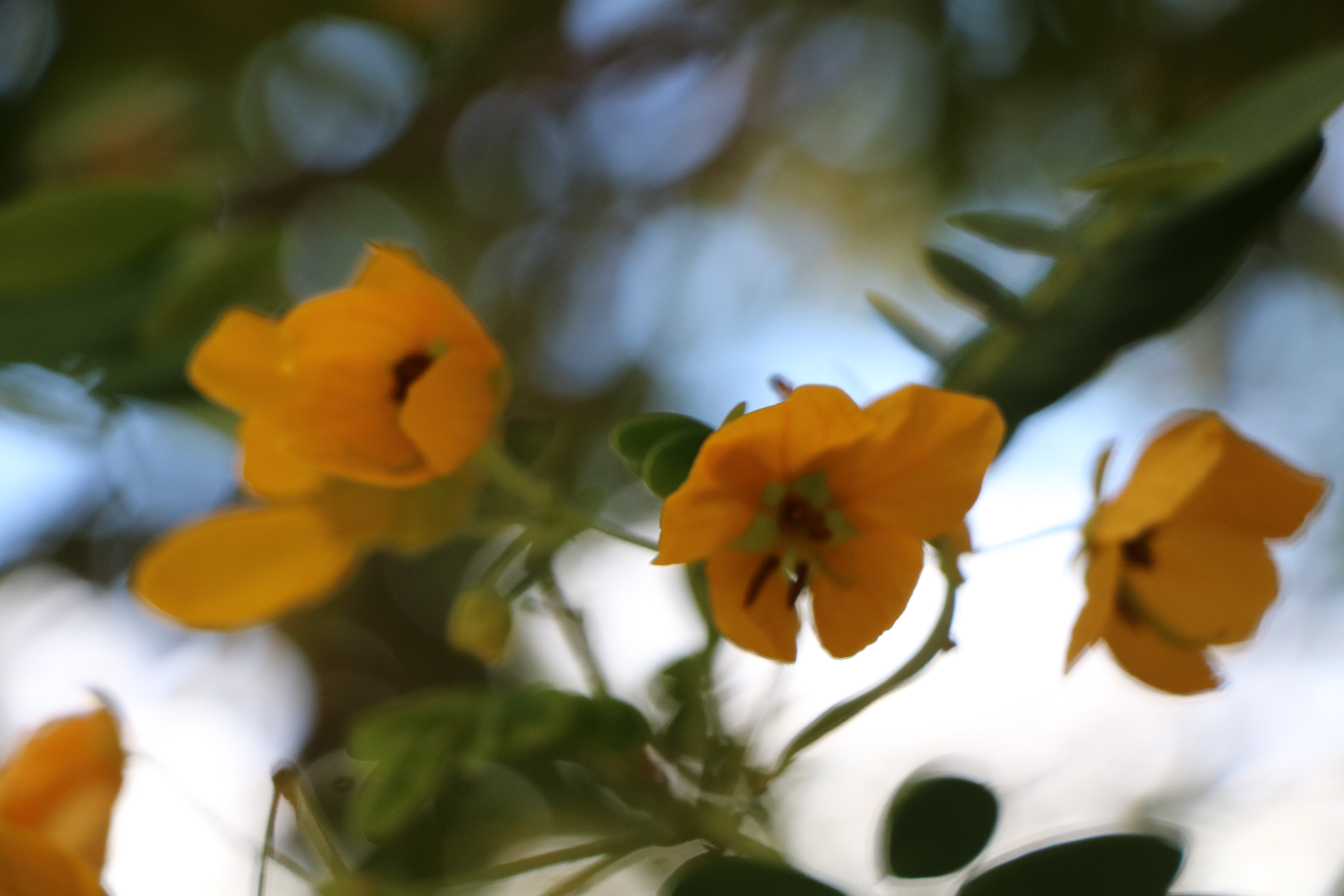 senna